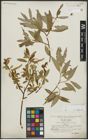 Foto von Salix alba L. x Salix fragilis L.